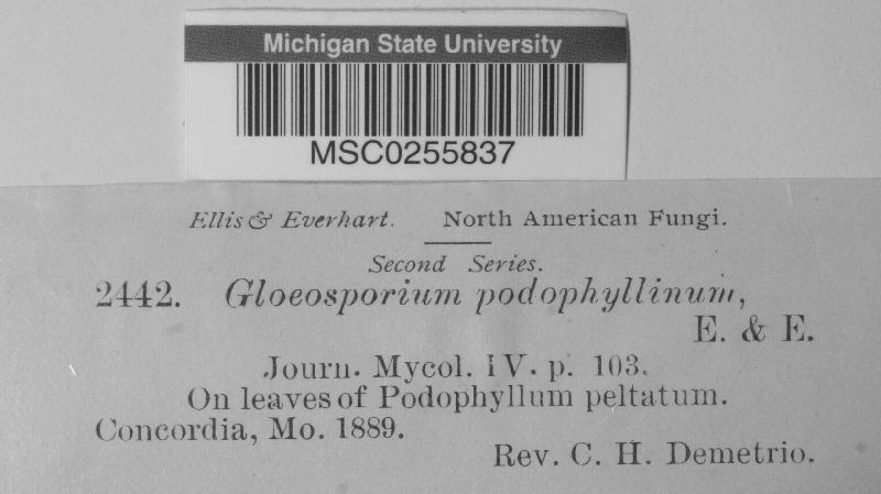 Gloeosporium podophyllinum image