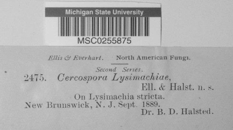 Cercospora lysimachiae image