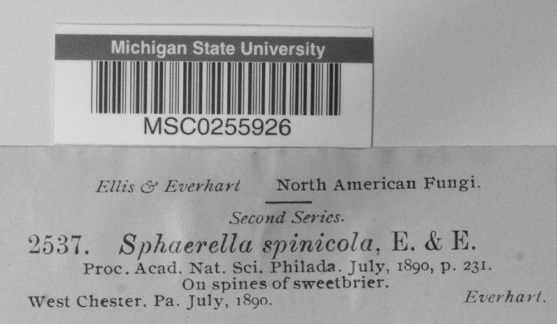 Sphaerella spinicola image
