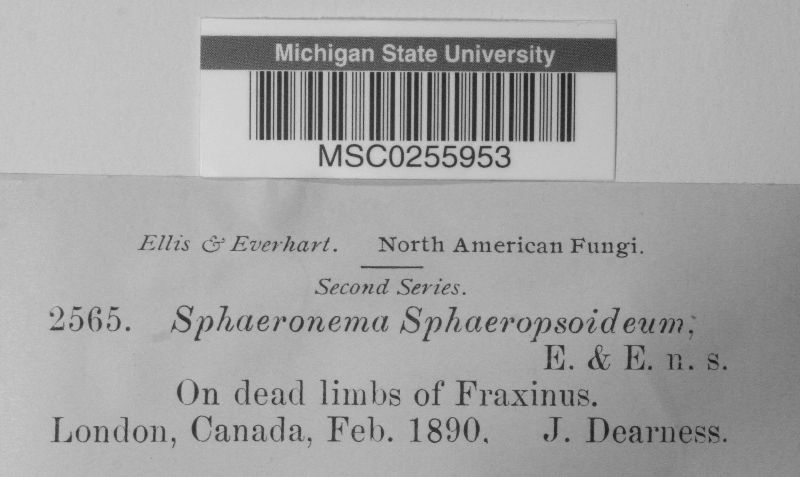 Sphaeronaema sphaeropsideum image