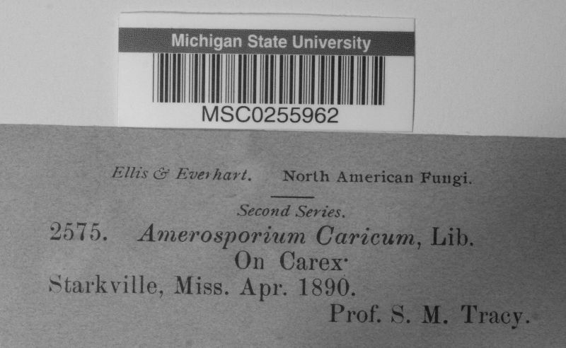 Amerosporium caricum image
