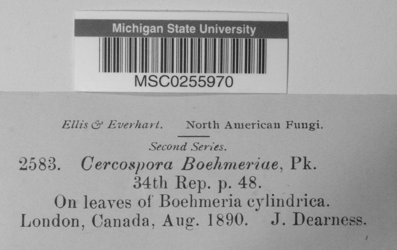 Cercospora boehmeriae image