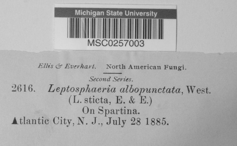 Leptosphaeria albopunctata image