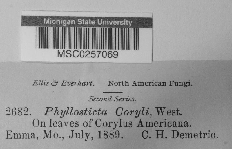 Phyllosticta coryli image