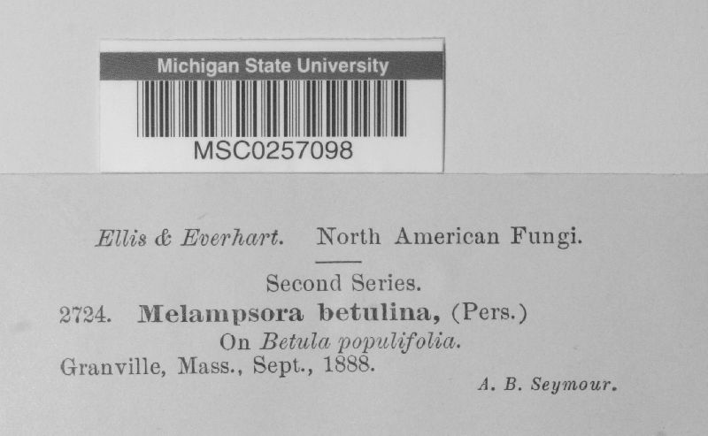 Melampsora betulina image