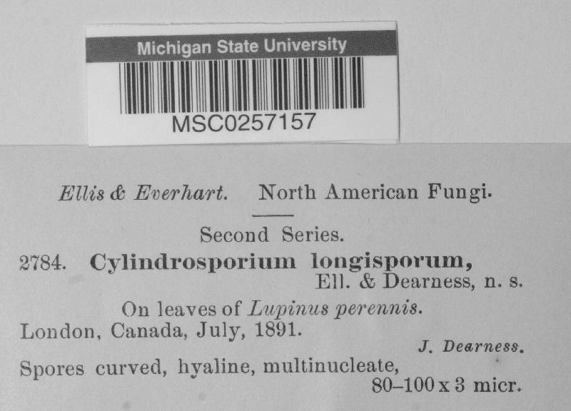 Cylindrosporium longisporum image