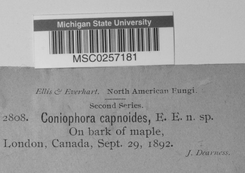 Coniophora capnoides image