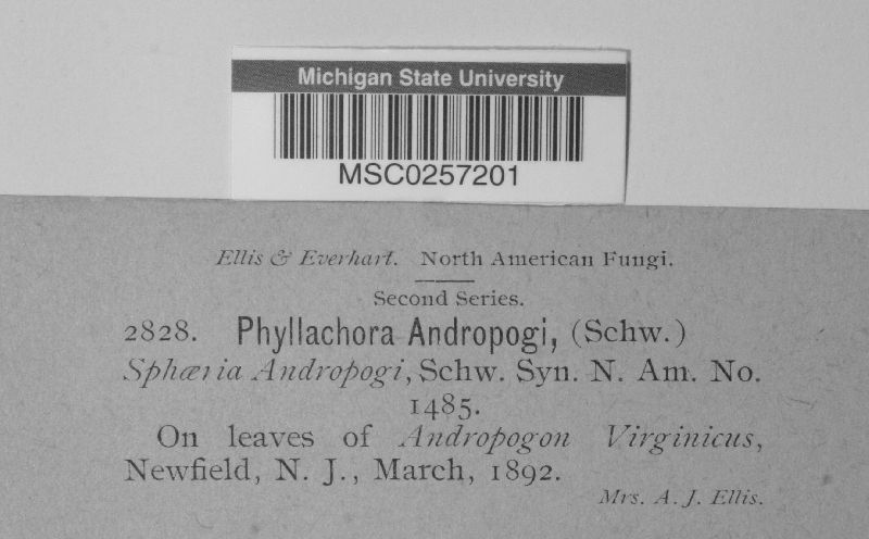 Phyllachora andropogi image