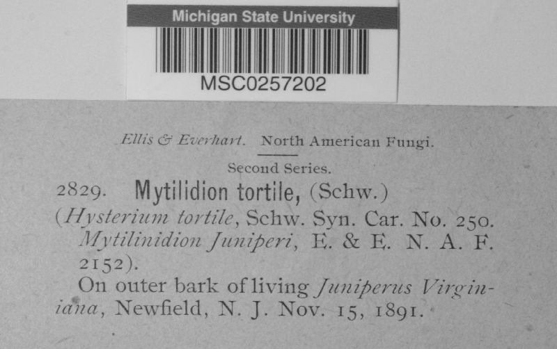 Mytilidion tortile image