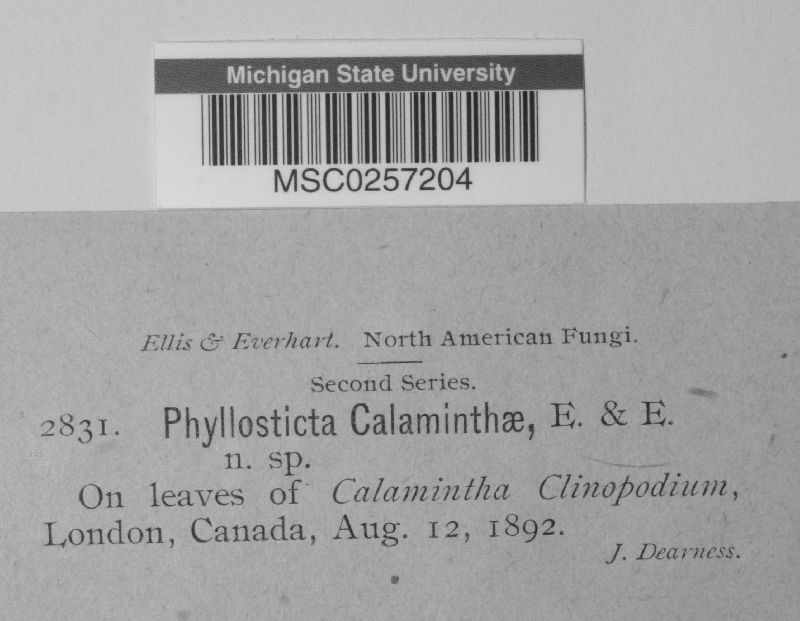 Phyllosticta calaminthae image