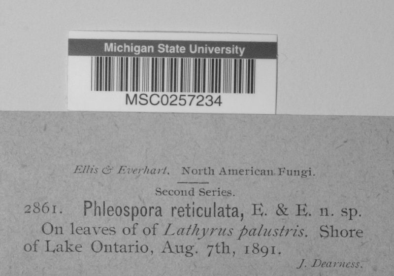 Phloeospora reticulata image