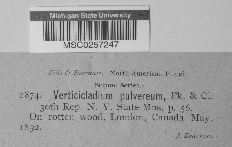 Verticicladium image