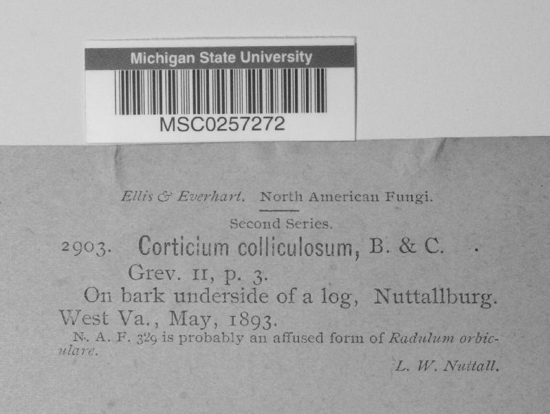 Corticium colliculosum image