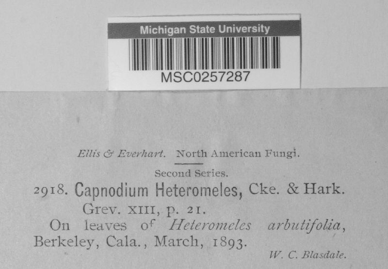 Capnodium heteromeles image