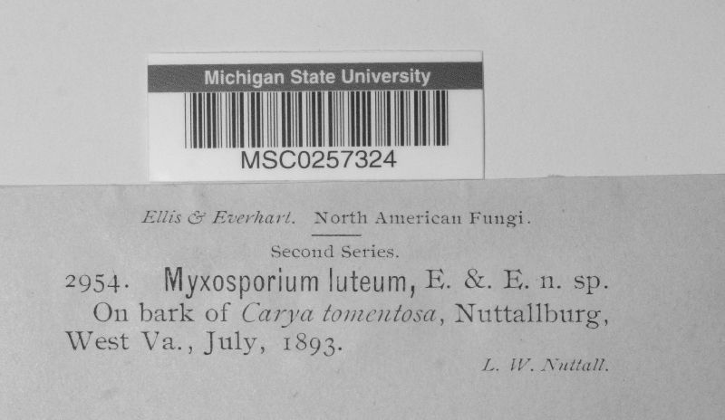 Myxosporium luteum image