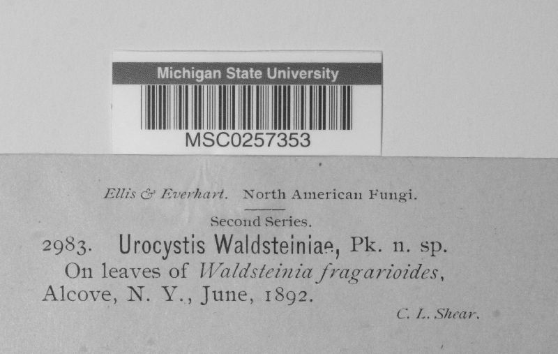 Urocystis waldsteiniae image