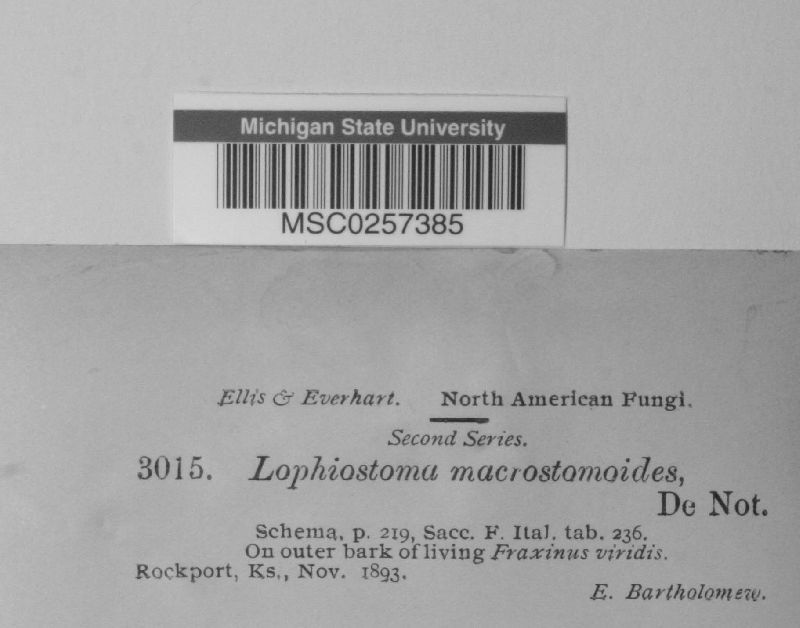 Lophiostoma macrostomoides image