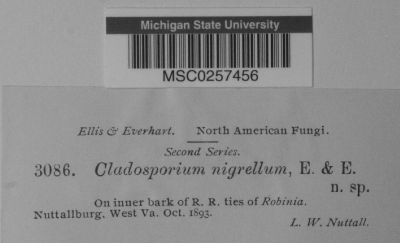 Cladosporium nigrellum image