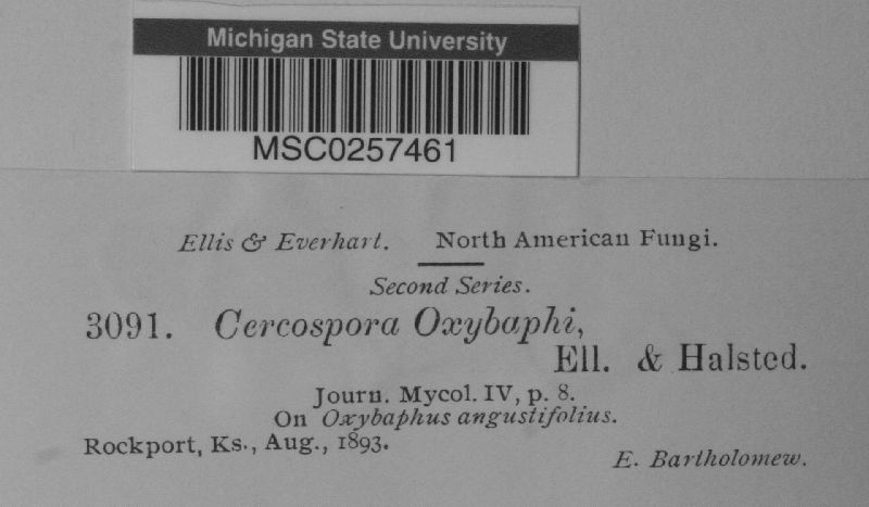 Cercospora oxybaphi image
