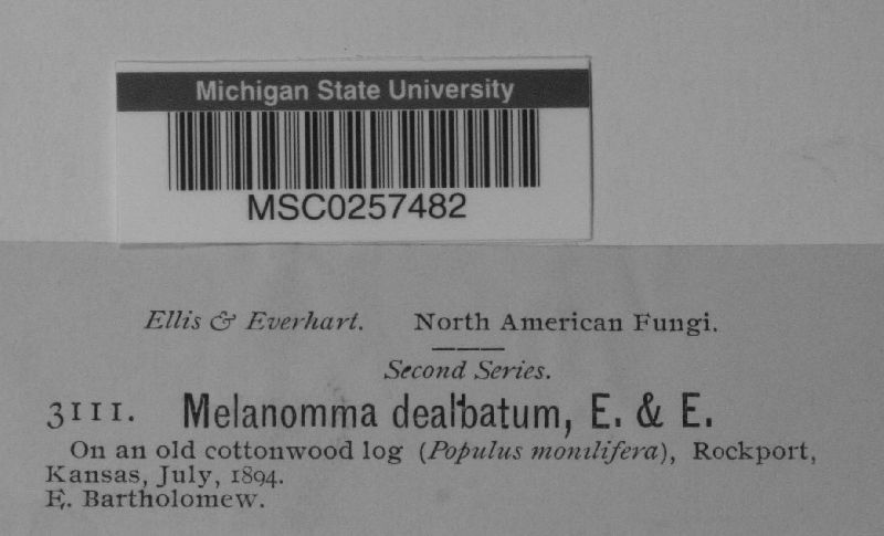 Melanomma dealbatum image