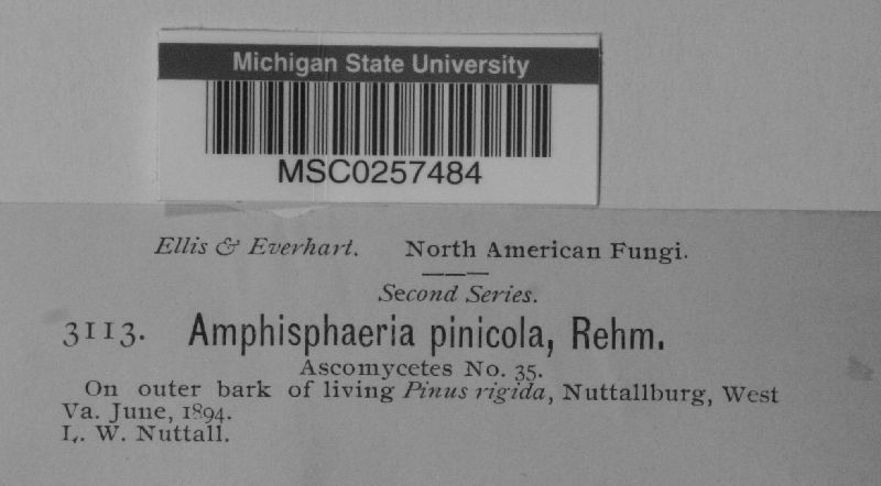 Amphisphaeria pinicola image