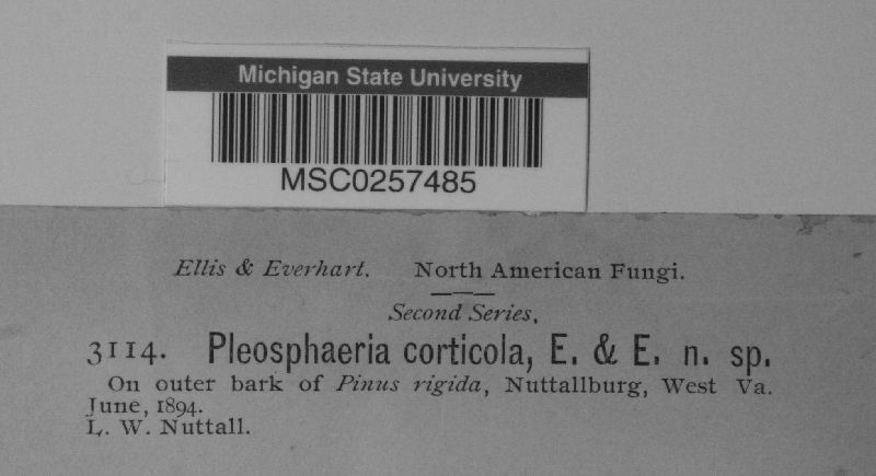 Pleosphaeria corticola image