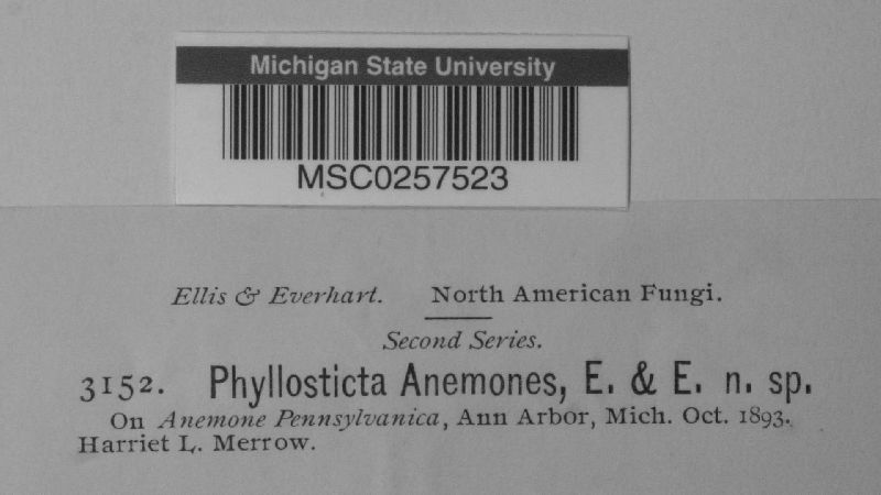 Phyllosticta anemones image