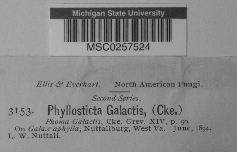 Phyllosticta galactis image