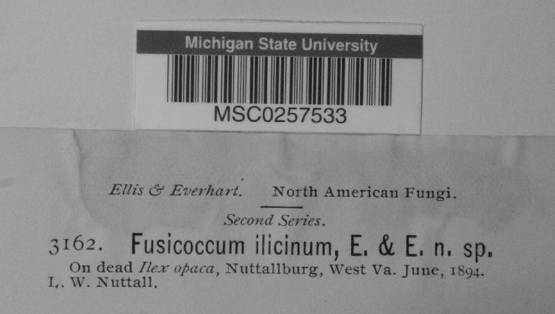 Fusicoccum ilicinum image