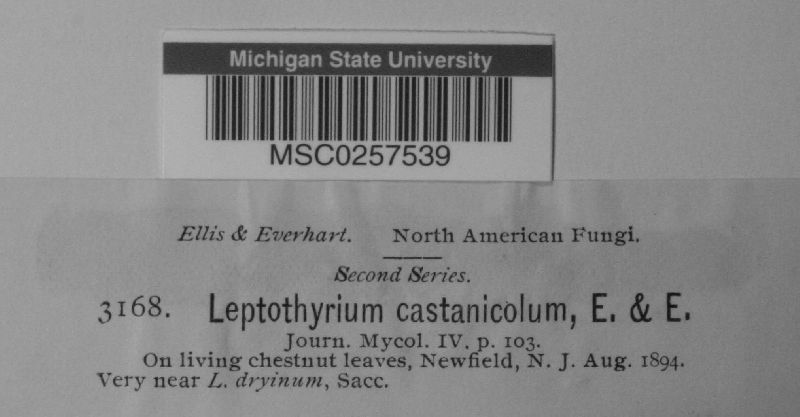 Leptothyrium castaneicola image