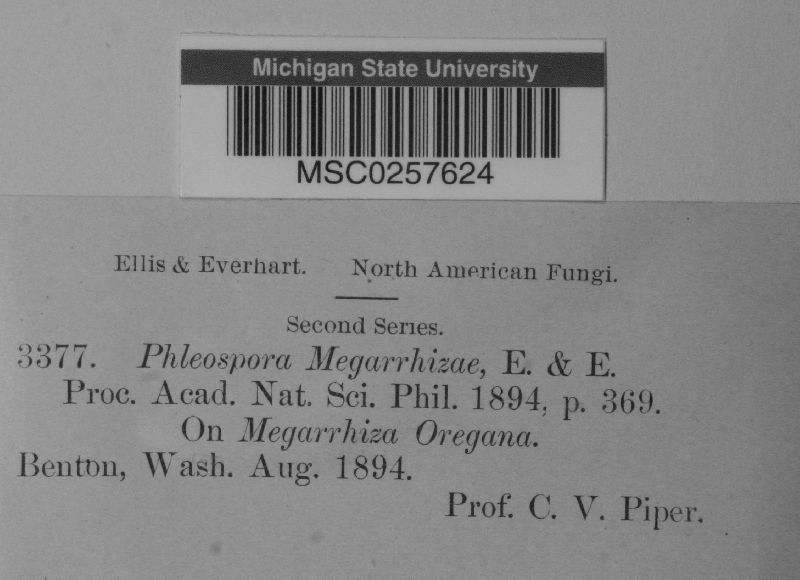 Phloeospora megarrhizae image