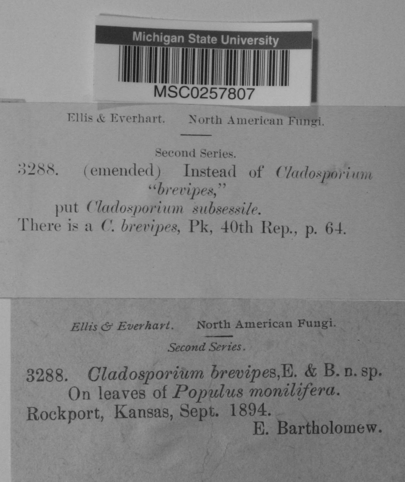 Cladosporium brevipes image