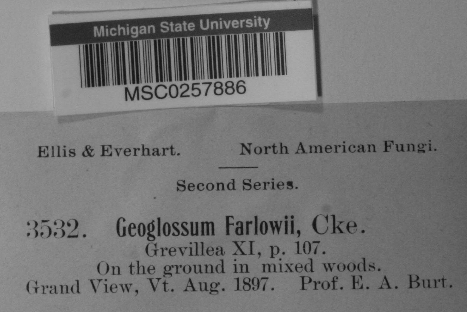 Geoglossum farlowii image