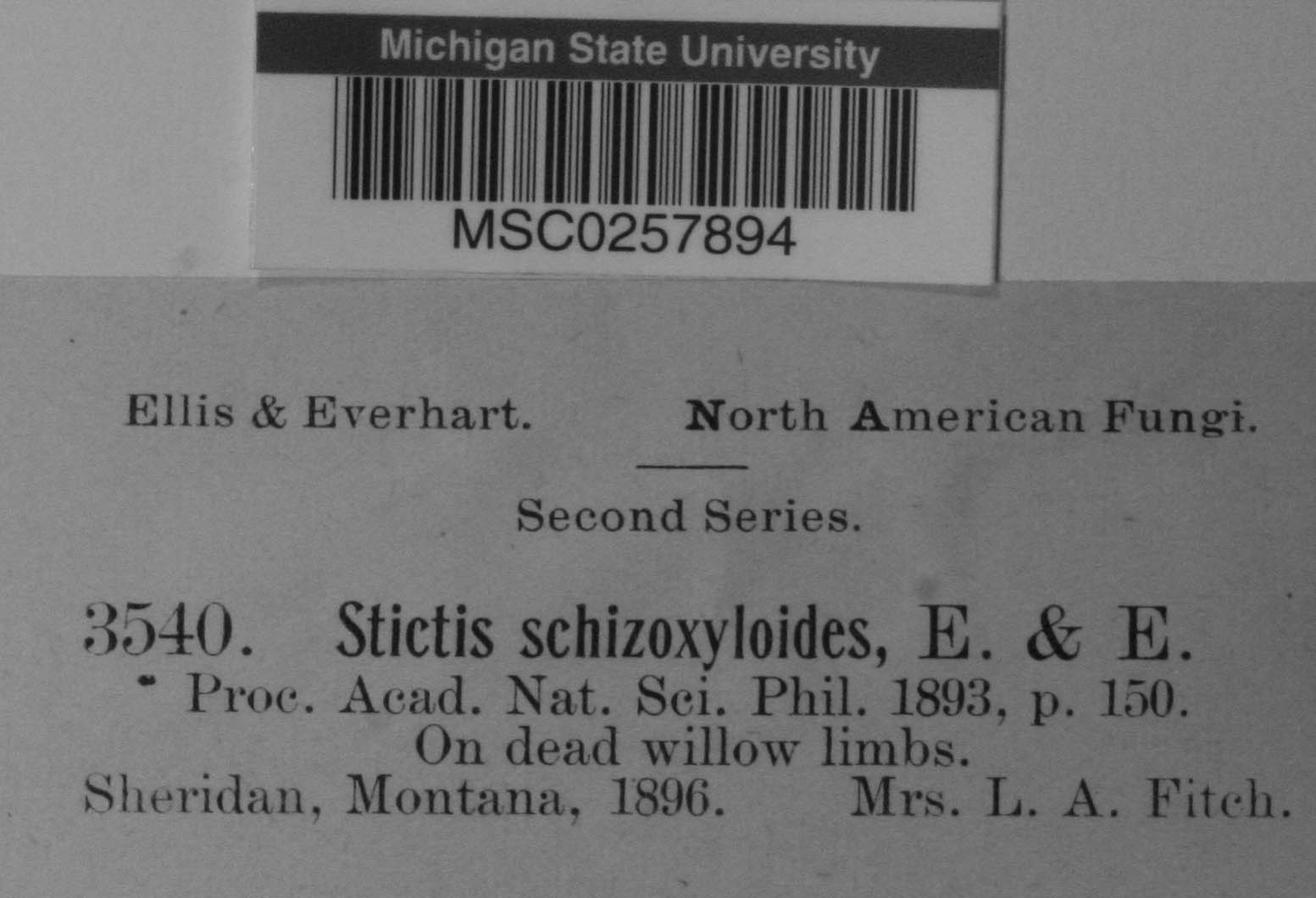 Stictis schizoxyloides image