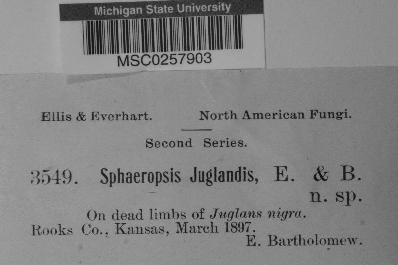 Sphaeropsis juglandis image