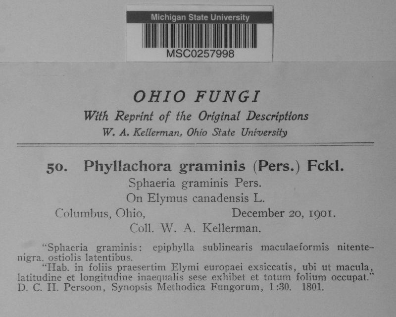 Phyllachora graminis var. graminis image