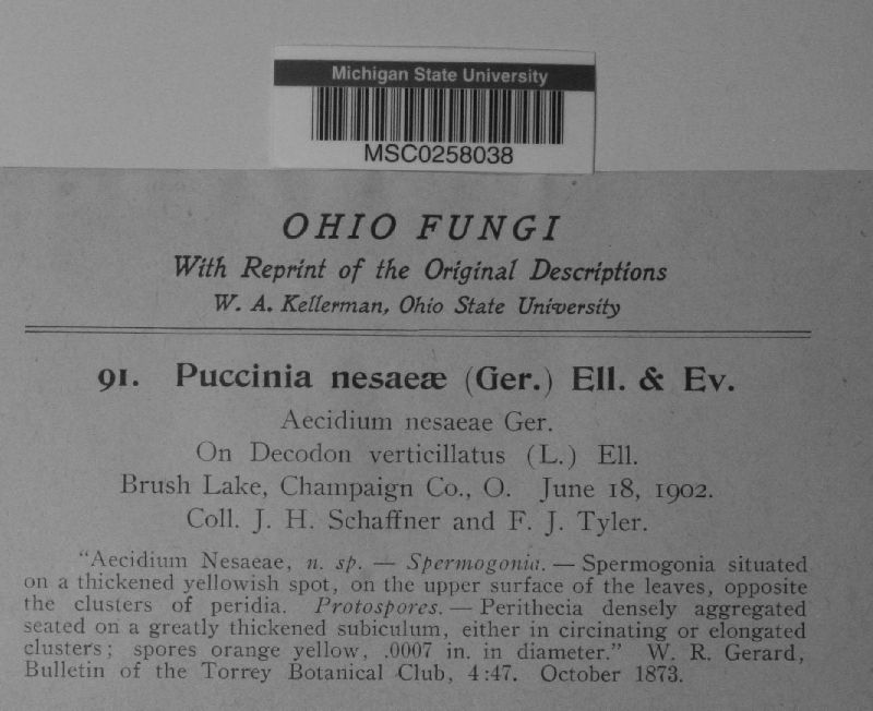 Puccinia nesaeae image