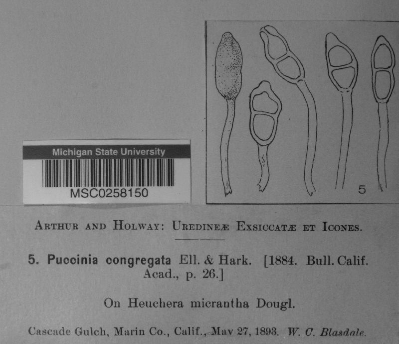 Puccinia congregata image