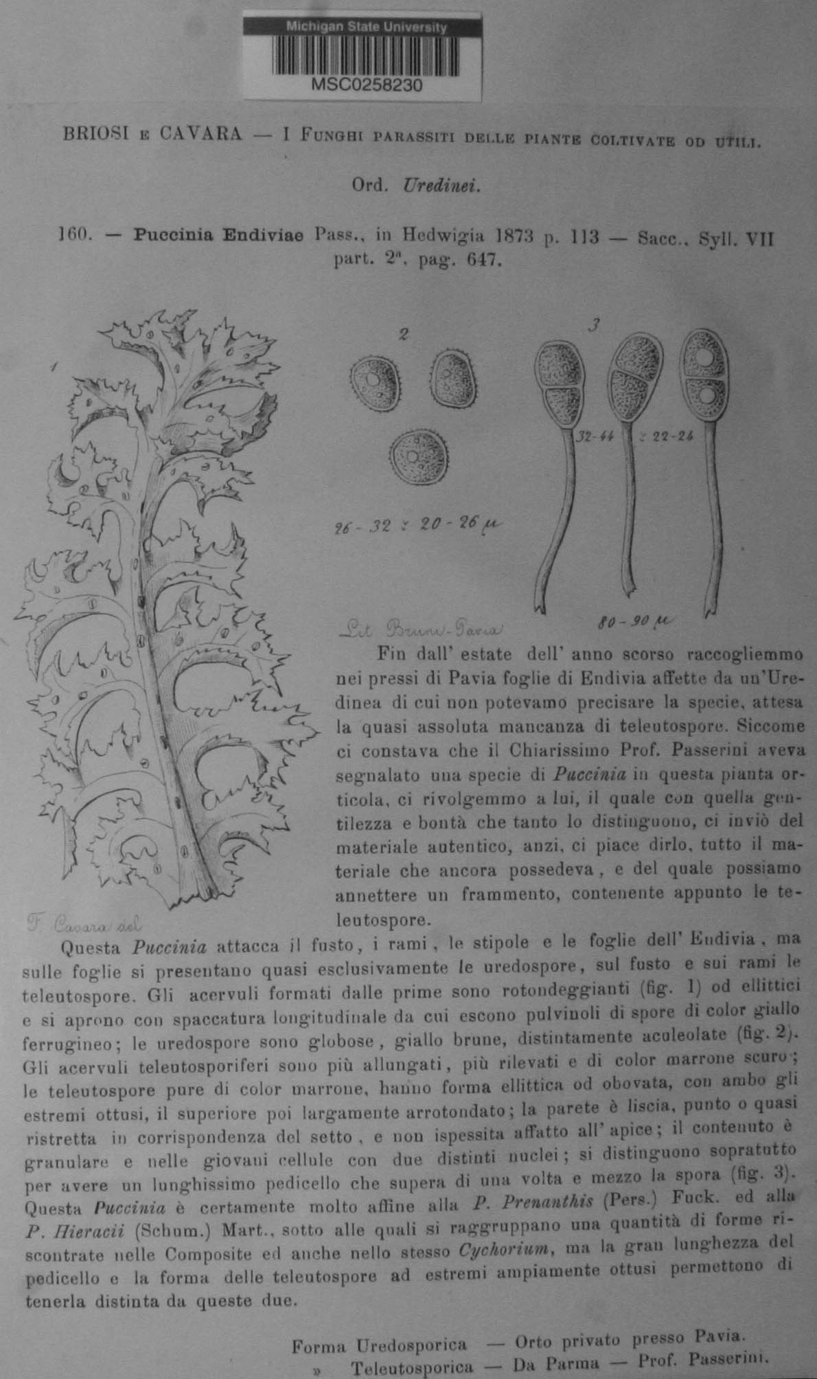 Puccinia hieracii var. hieracii image