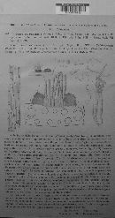 Graphiola phoenicis image
