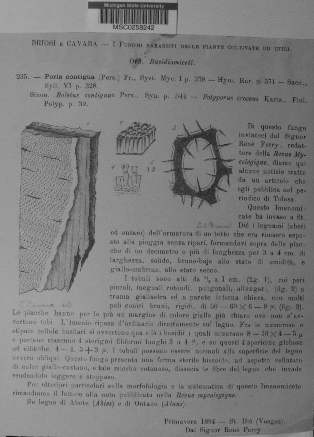 Fuscoporia contigua image