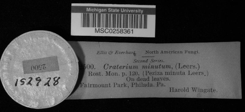 Craterium minutum image
