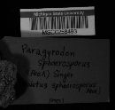 Paragyrodon sphaerosporus image