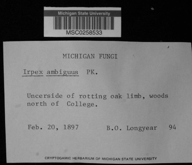 Irpex ambiguus image