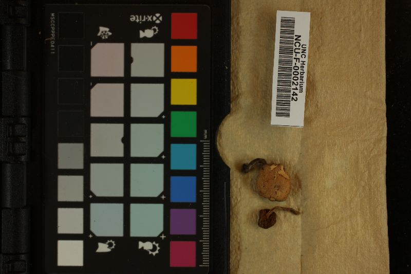 Boletus cokeri image