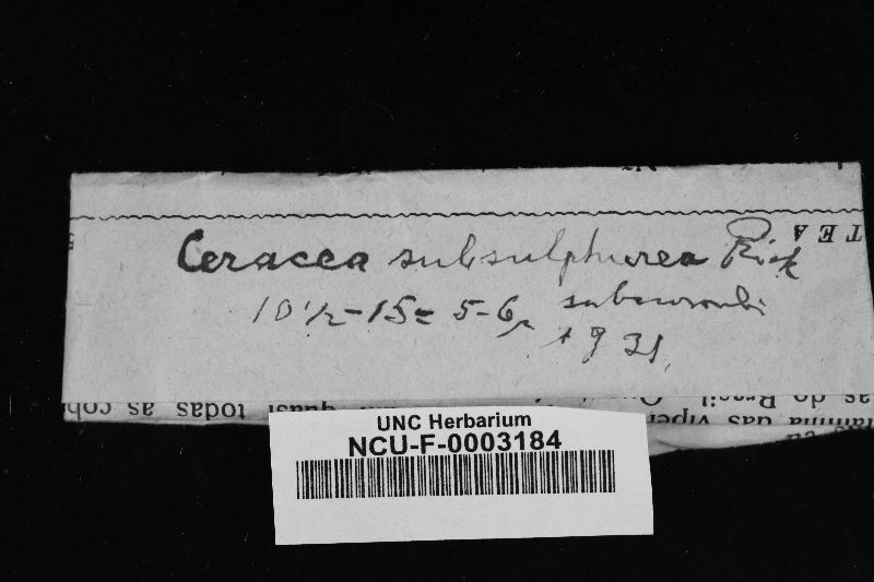 Ceracea subsulphurea image