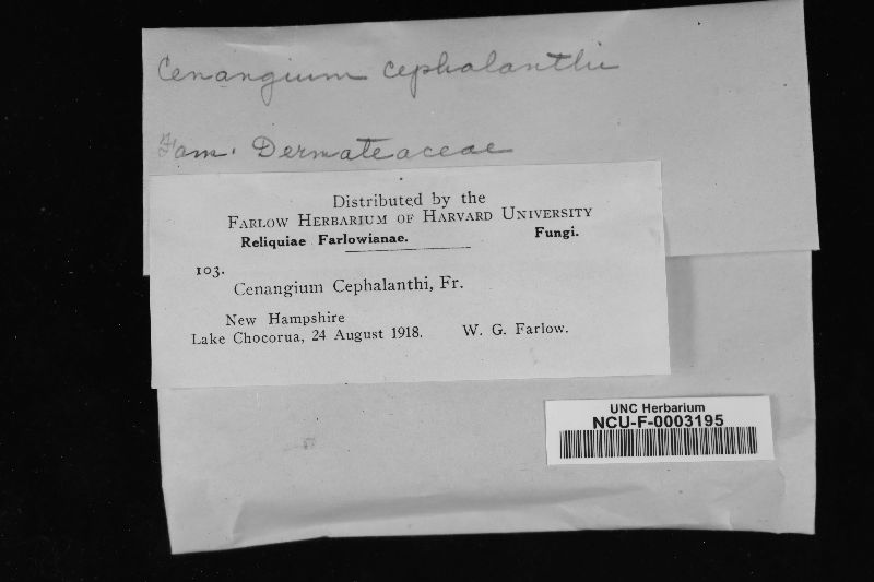 Cenangium cephalanthi image