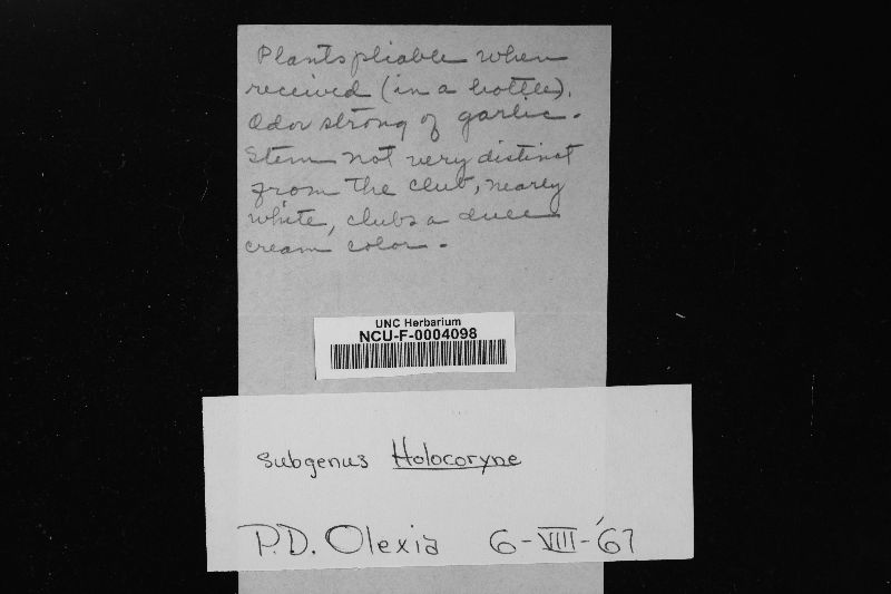 Clavaria fuscata image