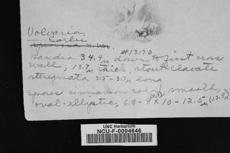 Volvaria earlei image