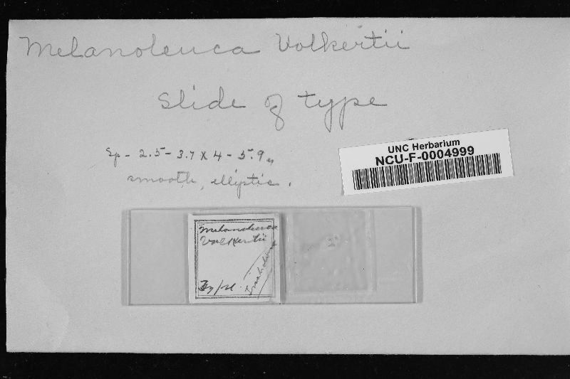 Melanoleuca volkertii image